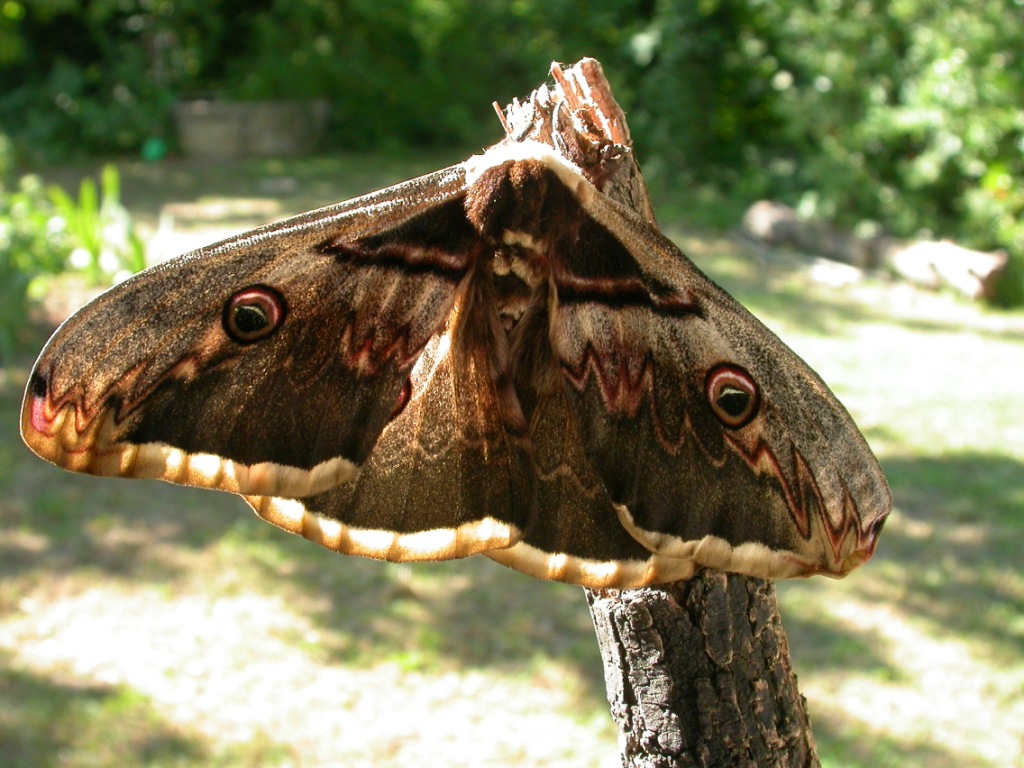 Falene, solo un ricordo? + foto di alcune specie di sfingi